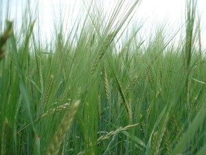 cover crops