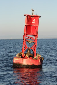 beach buoy