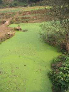 Algal Bloom