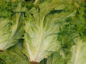 E. coli romaine lettuce outbreaks